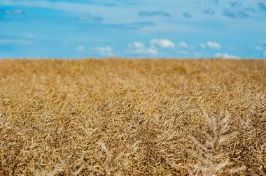 Tamamen olgunlaşmış ve hasat edilmeye hazır bitkilerin kozalarını vurgulayan seçici odaklı olgun bir kolza tohumu tarlası..