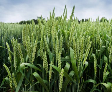 Kışlık buğdayın parlak yeşil kulaklarına yakın çekim.