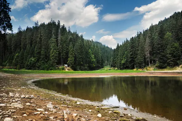 Düşük su seviyelerinde yoğun kozalaklı ormanlarla çevrili Carpathian Gölü Synevyr. Vahşi yaşam alanı Ukrayna 'nın dağ ekosistemlerindeki mevsimsel değişiklikleri gösteriyor..