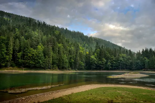 Düşük su seviyesi sırasında yoğun kozalaklı ormanlarla çevrili Carpathian Gölü Synevyr. Vahşi yaşam manzarası, zümrüt sudaki ladin ağaçlarının yansıması.