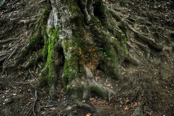 Boynuz direğinin eski kökleri ya da kayın ağacı yakın plan, fantastik ve gizemli.