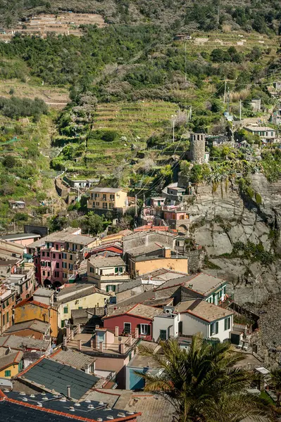 Teraslı tepelerdeki evlerin parlak renkli çatıları, kale kulesi, Vernazza 'daki üzüm bağları, Cinque Terre, yüksek bir yerden.