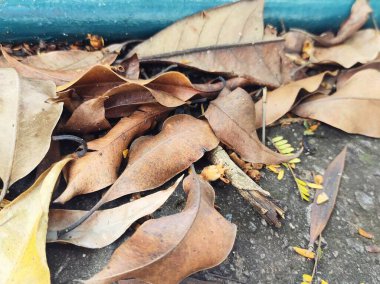 Beton zemine saçılmış bir avuç kuru sonbahar yaprağı..