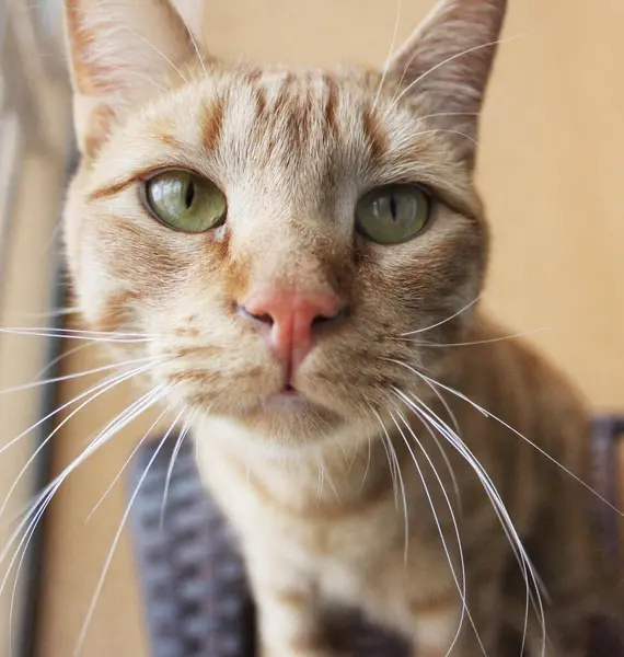 Kameraya bakan kızıl bir kedinin tuhaf bakışı. Kedi hayvan burnu dikey fotoğrafı kapat.