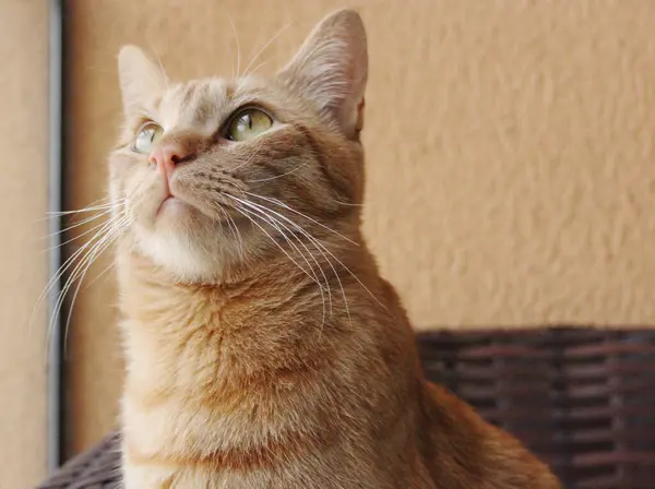 Kızıl kedi yukarı bakıyor. Kedi hayvan burnu dikey fotoğrafı kapatır. Turuncu ve kahverengi sıcak renkler