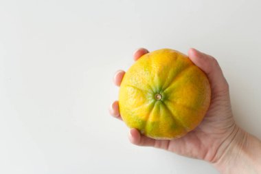 Kafkas eliyle tutulan sulu Brezilya melezi mandalinası. Tropik turunçgil portakal meyvesi. Vitamin zengini yiyecekler. Boşluğu beyaz arkaplanda kopyala.