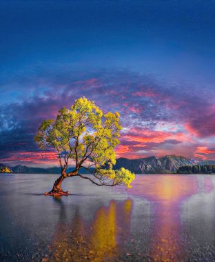  Willow tree, Lake Wanaka New Zealand clipart