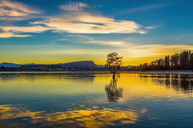 That Wanaka Tree in New Zealand at sunset. The sky had a beautiful orange splattered effect.
