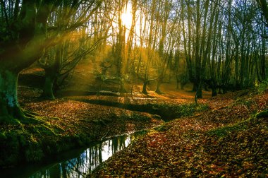 Natural park of Hayedo de Montejo. Old Beech forest in a sunny autumn, located on the slopes of the Ayllon mountain range, belonging to the municipality of Montejo de la Sierra, Madrid, Spain.