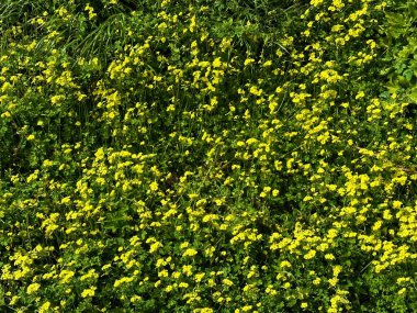 Güneşli bir günde güzel renkli bitkiler