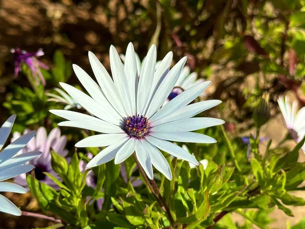 Vackra Färgglada Växter Solig Dag — Stockfoto