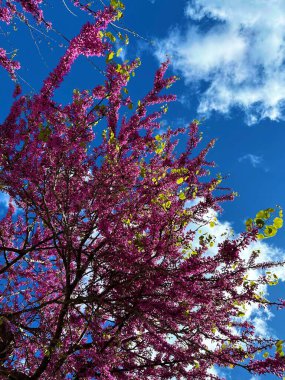 Güneşli bir günde güzel renkli bitkiler
