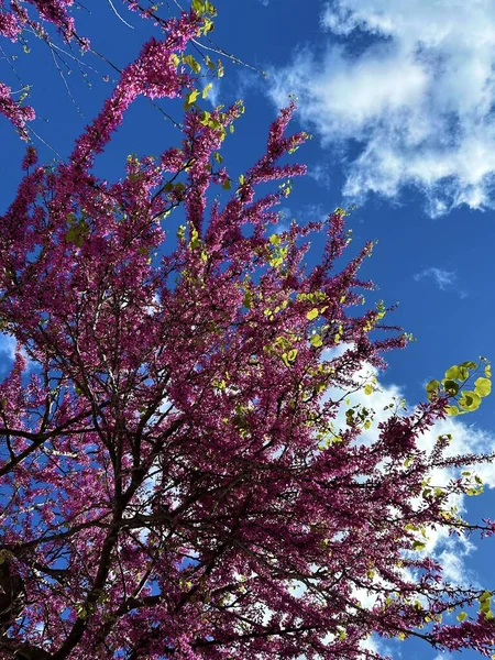 Beautiful Colorful Plants Sunny Day — Stock Photo, Image