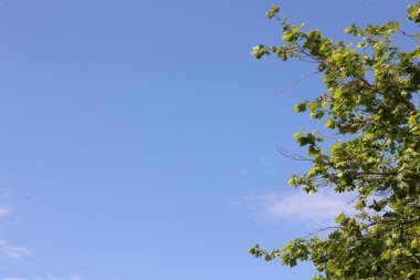 Arka planda mavi gökyüzü olan yeşil ağaç