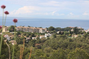 Arka planda mavi gökyüzü olan yeşil ağaç