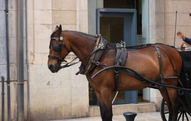 Palma de Mallorca İspanya 'nın ortasında faytonlu bir at.