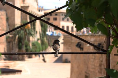 Palma de Mallorca İspanya 'da baharın tadını çıkaran güzel kuşlar