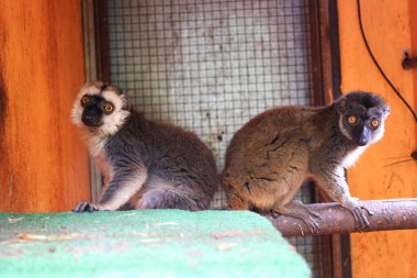 Hayvanat bahçesindeki yağmur ormanları hayvanları