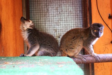 Hayvanat bahçesindeki yağmur ormanları hayvanları