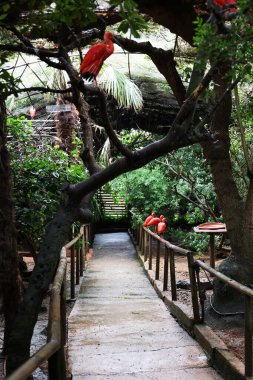 Kuşlar doğanın ortasında ağaçların arasında poz verirler.