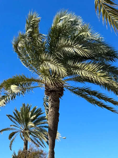 Día Soleado Palma Mallorca España Con Cielo Azul Verano — Foto de Stock