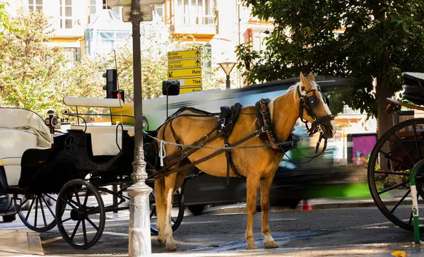 Güneşli bir günde şehirde ağaçların arasında dinlenen at arabası.