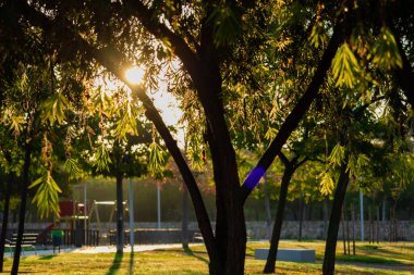 Ormandaki su birikintisinin yanındaki çatlak bir ağacın tabanı.
