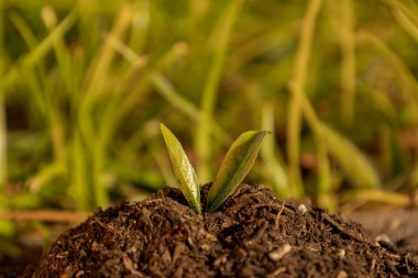 Toprağın ortasında büyüyen küçük bitkilere yakın yaşam ve büyüme kavramı.