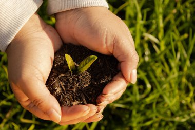 Güneşli bir günde toprakla kaplı bir bitkiyi tutan kadın ellerinin en üst görüntüsü, büyüme ve çevre bakımı kavramı