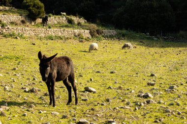 Güneşli bir günde arka planda koyunlarla bir dağ tarlasının ortasında eşek.
