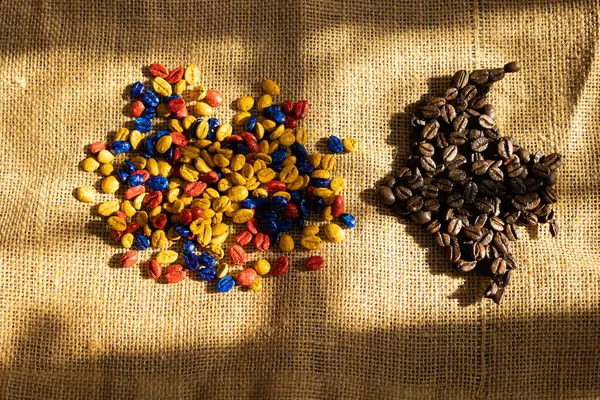 Kahve çekirdekleri sarı, mavi ve kırmızıya boyanmış Kolombiya haritası şeklinde kahve çekirdekleri sabah güneşinin aydınlattığı kahve çuvalında Kolombiya kahvesini temsil ediyor.