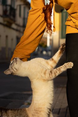 Sahibi tarafından okşanıyorken esneyen mutlu, sevimli gri bir kedinin dikey görüntüsü. Evcil hayvan yaşam tarzı