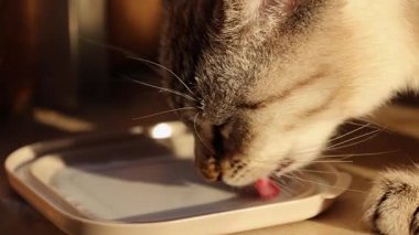 Güneşli bir günde süt içen sevimli gri kedi. Kedicik içiyor.