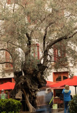 Palma de Mallorca, İspanya - 4 Mart 2025 - Olivera de Cort, Palma de Mallorca 'nın merkezinde belediye binasının yanında güzel bir tarihi ağaç. Bu zeytin ağacı bir miras ikonu.