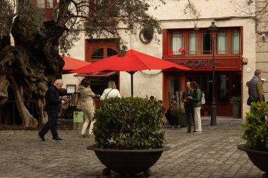 Palma de Mallorca, İspanya - 4 Mart 2025 - Olivera de Cort, Palma de Mallorca 'nın merkezinde belediye binasının yanında güzel bir tarihi ağaç. Bu zeytin ağacı bir miras ikonu.