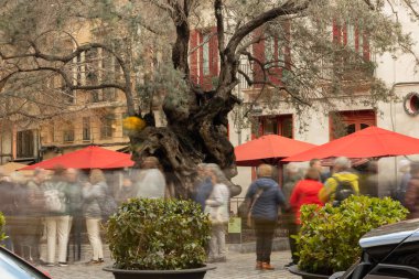 Palma de Mallorca, İspanya - 4 Mart 2025 - Olivera de Cort, Palma de Mallorca 'nın merkezinde belediye binasının yanında güzel bir tarihi ağaç. Bu zeytin ağacı bir miras ikonu.