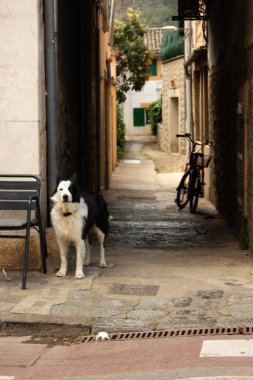 İspanya 'nın bir sokağında güzel bir çoban köpeği