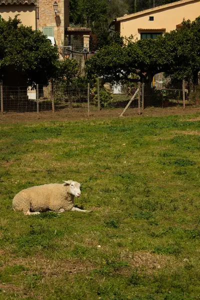 Otlakta dinlenen şirin bir koyunun dikey görüntüsü, çiftlikte yatan kuzu.
