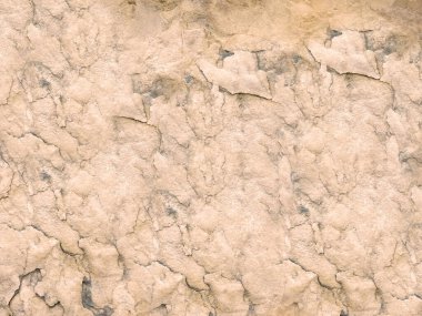 Arka plan için Bahçedeki Taş Doku    