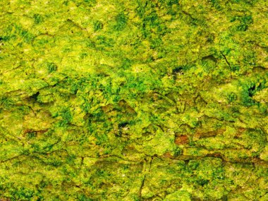 Green Stones dokusu, soyut arkaplan