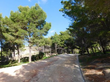 yeşil çam ağaçları ile mavi gök 