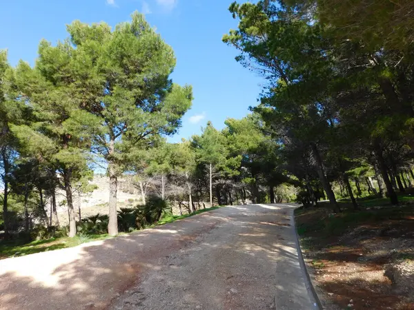 yeşil çam ağaçları ile mavi gök 