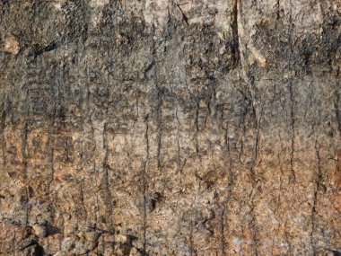 Ahşap doku, doğal arka plan. Ahşap yüzey, kapat