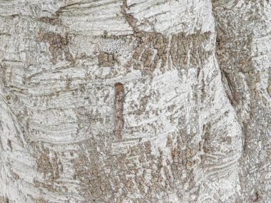 Ağaç gövdesi dokusuna kadar kapatın