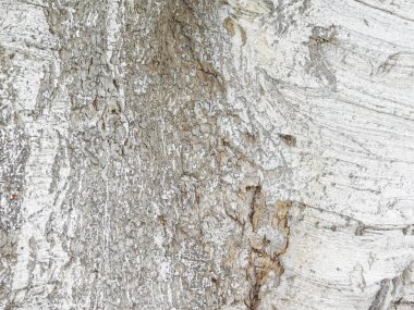 Ağaç gövdesi dokusuna kadar kapatın