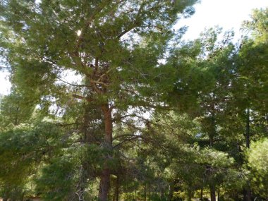 yeşil çam ağaçları ile mavi gök 