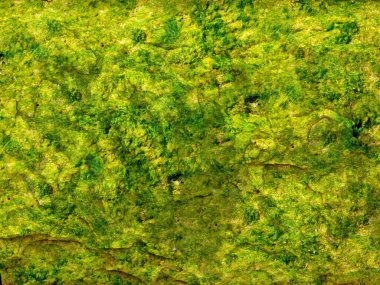 arkaplan için yeşil taş dokusu