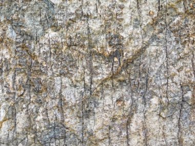 kabuk arkaplan dokusu, doğal arkaplan