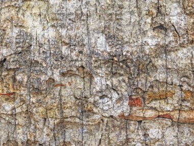 Ahşap doku, doğal arka plan. Ahşap yüzey, kapat