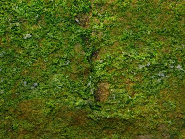 Deniz taşlarında yosun dokusu